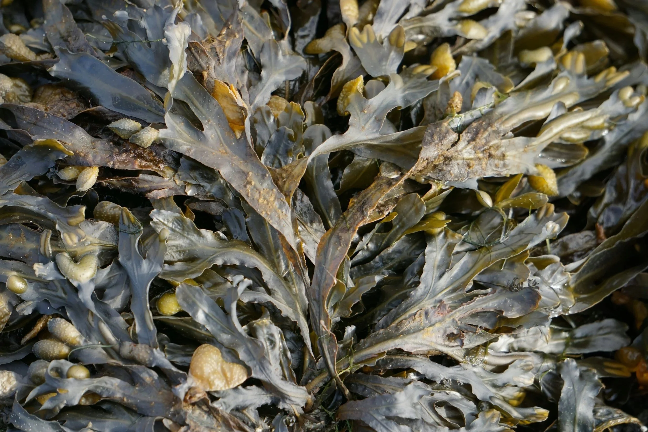 Close-up of dried brown and green seaweed with small rounded yellowish air bladders.