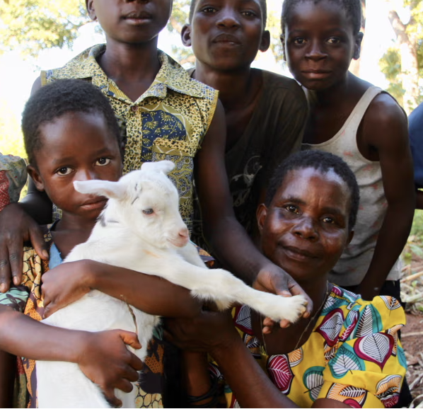 Give a Goat for Christmas