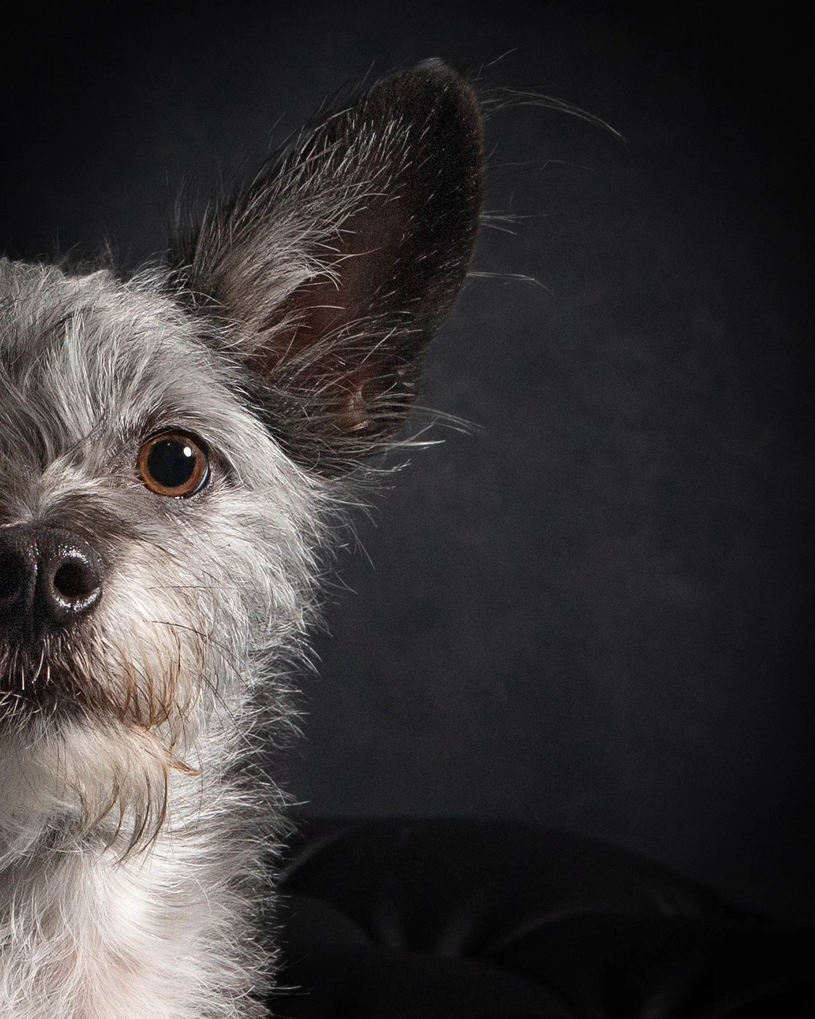 Making his Opera Debut, we are thrilled to welcome Carl Levis to Amarillo Opera. Don't miss your chance to see Carl steal the show!

&quot;Hailing from a dusty junkyard in San Bernardino, California, Carl the Dog was adopted from a rescue event in th