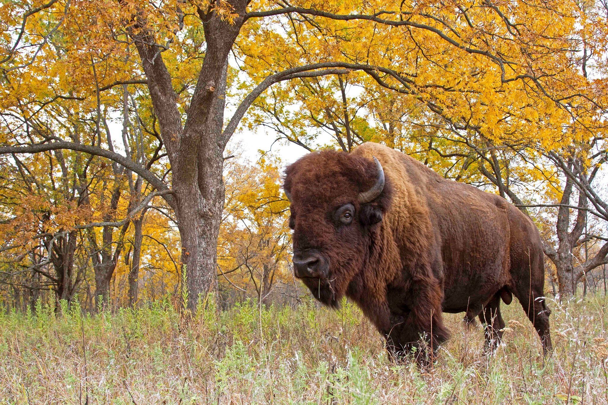 Tallgrass Prairie Preserve Oklahoma