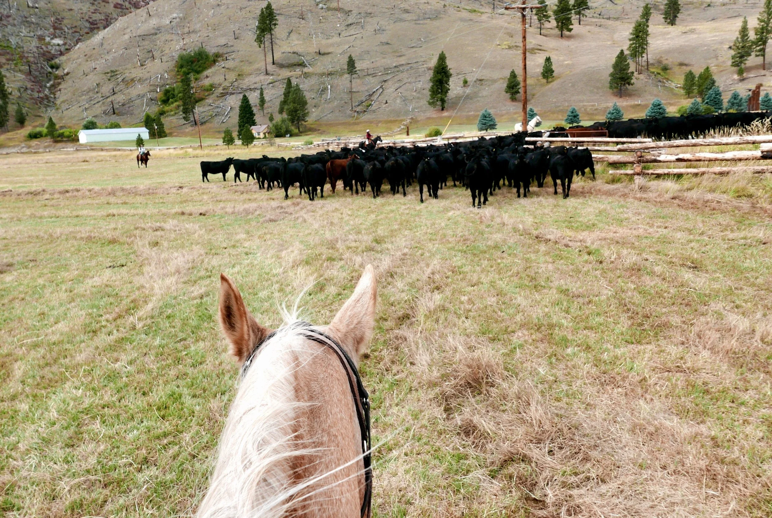 Triple Creek Ranch Montana Cattle Drive Herd