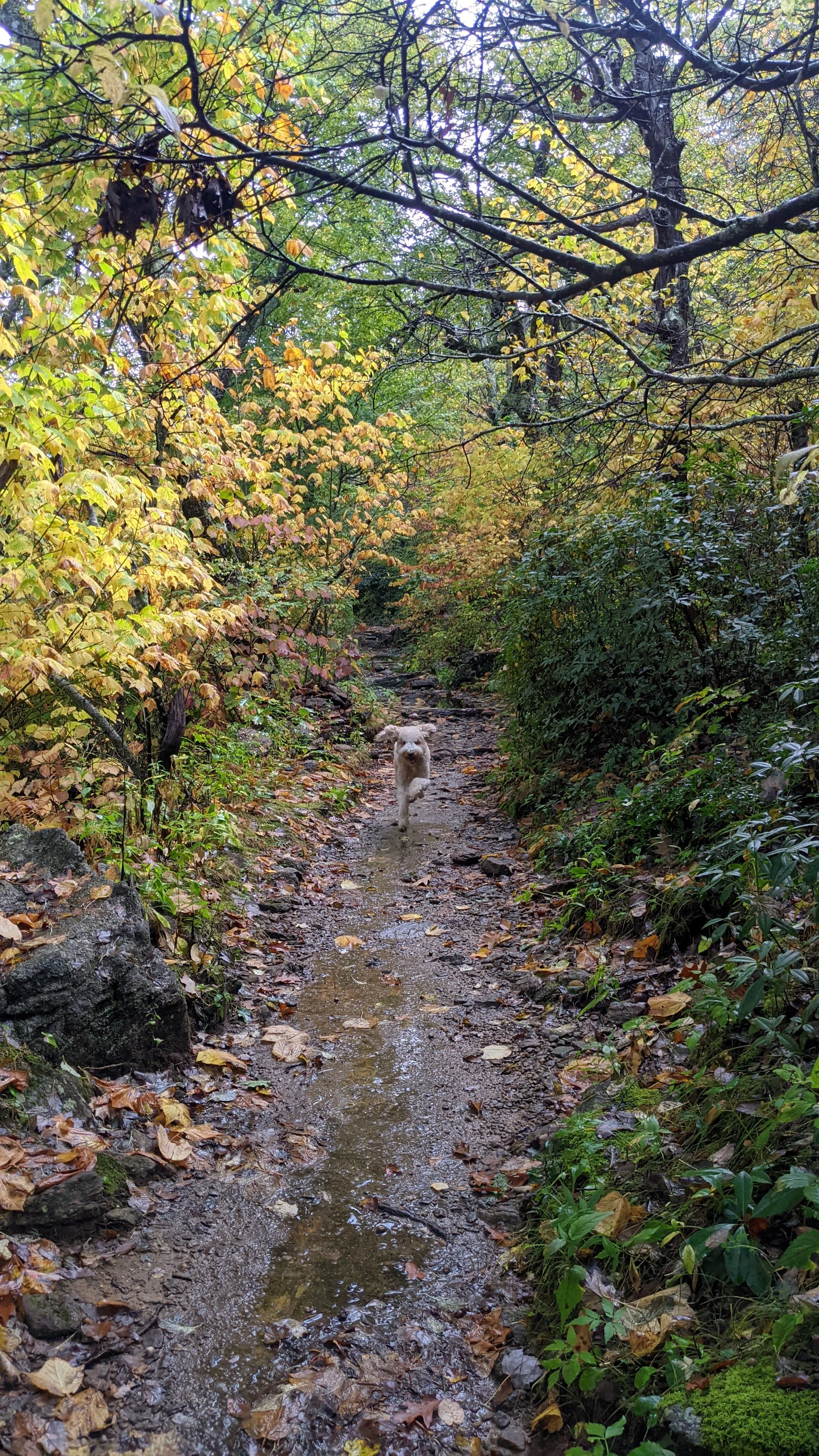 Bent Creek Asheville hiking