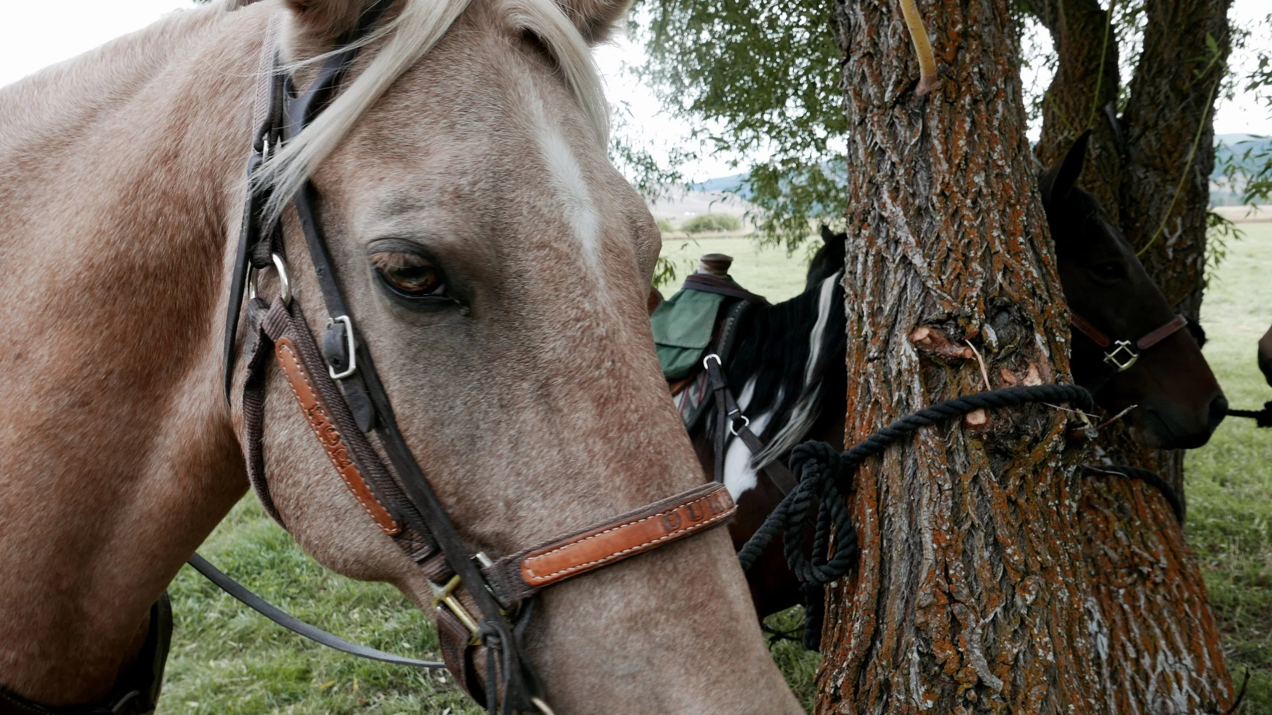 Triple Creek Ranch Montana Cattle Drive Duke