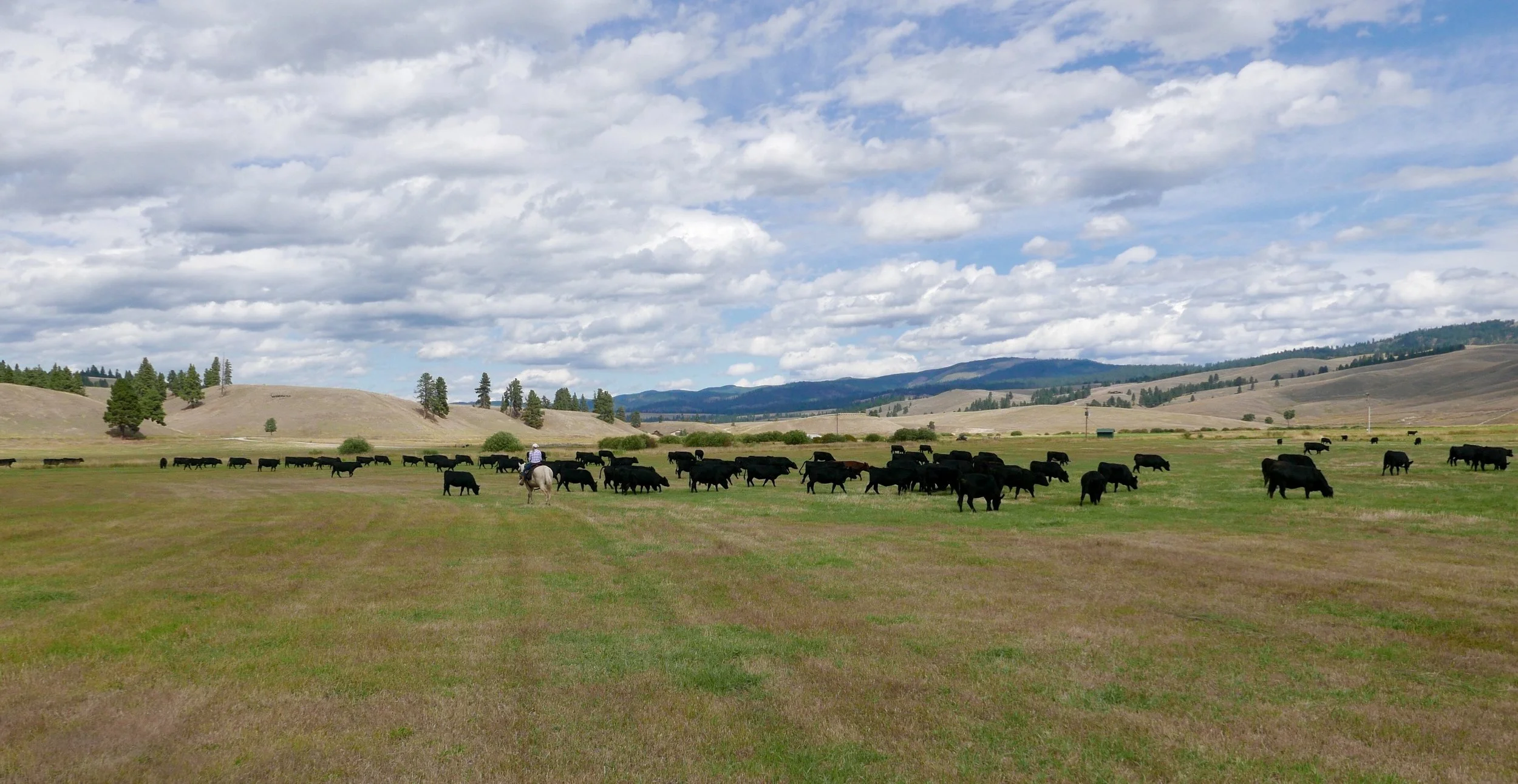 Triple Creek Ranch Montana Cattle Drive Moving the herd