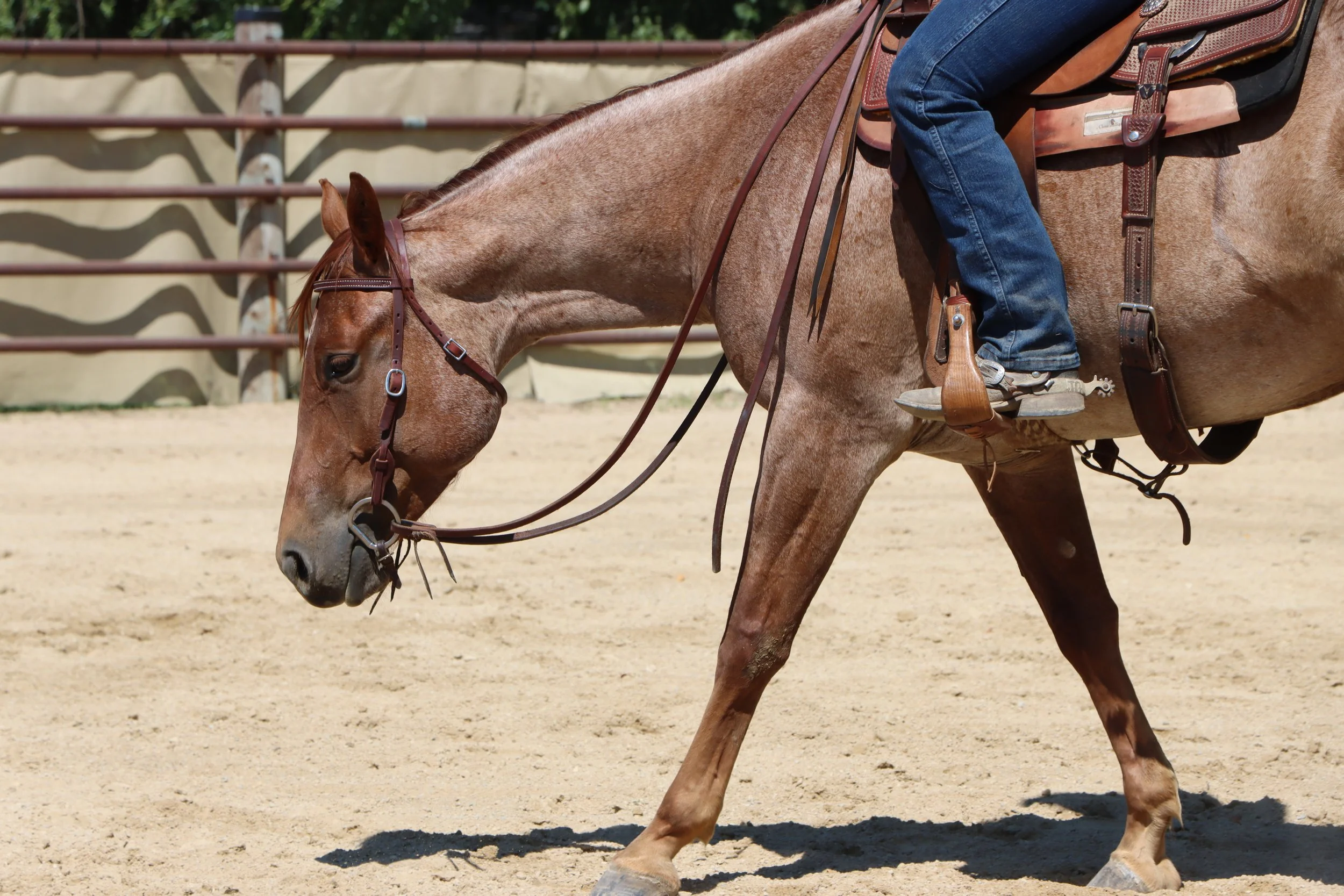 Ranch Versatility Clinic