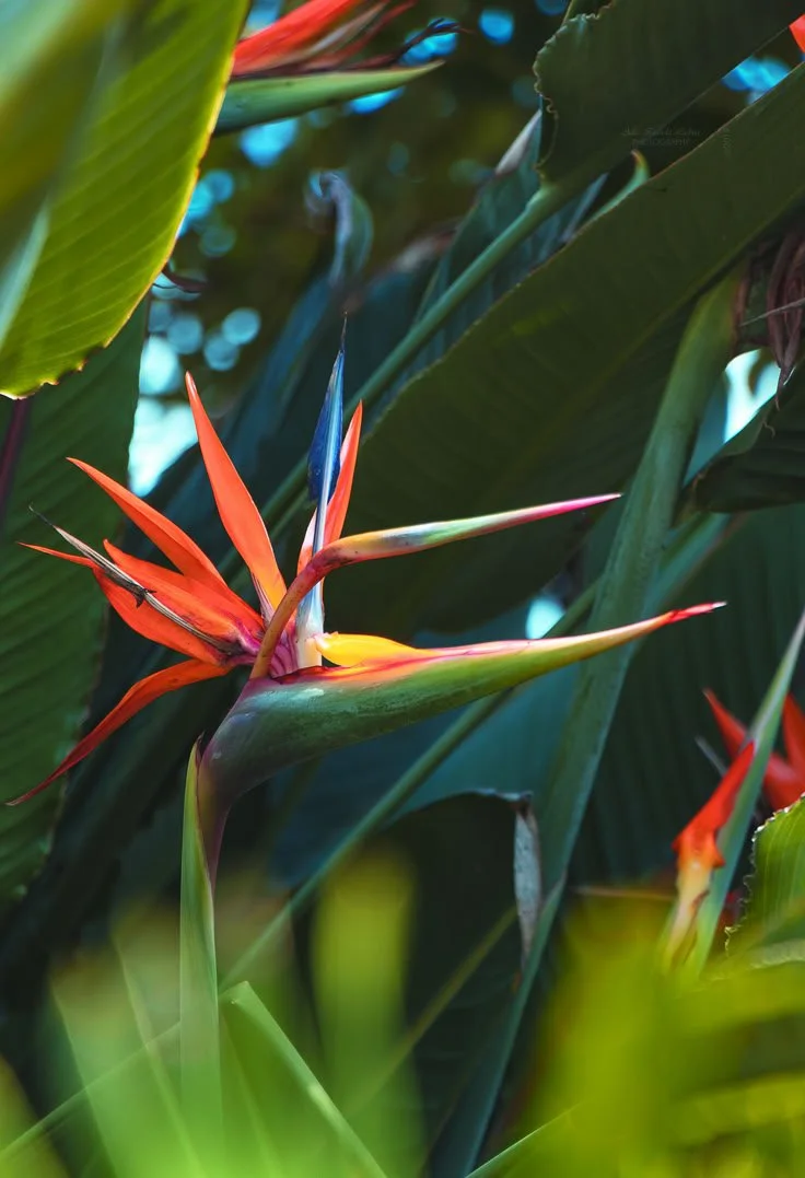 Conversations In Bloom
