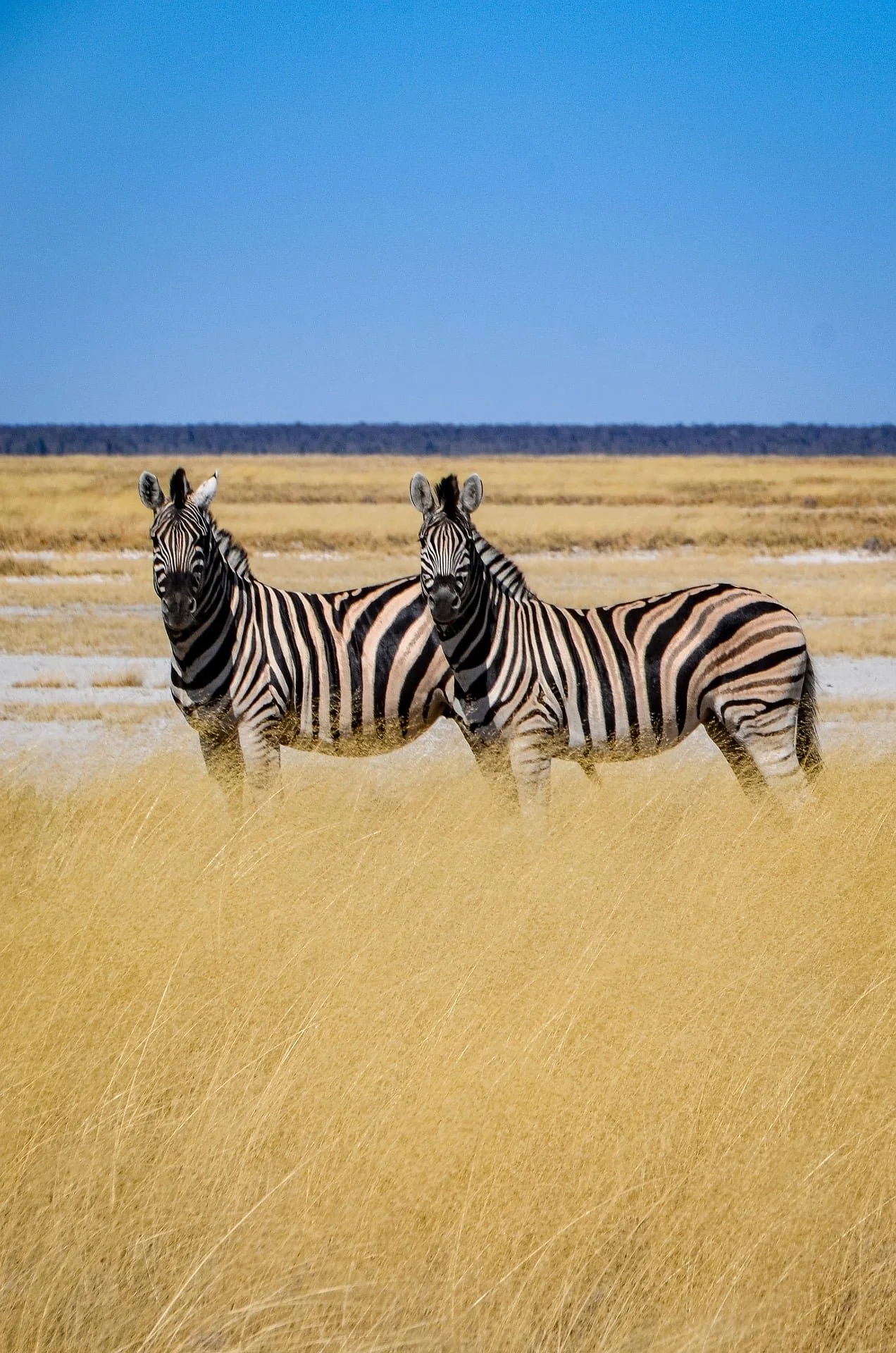 Two zebras standing in a grassy plain with a clear blue sky.