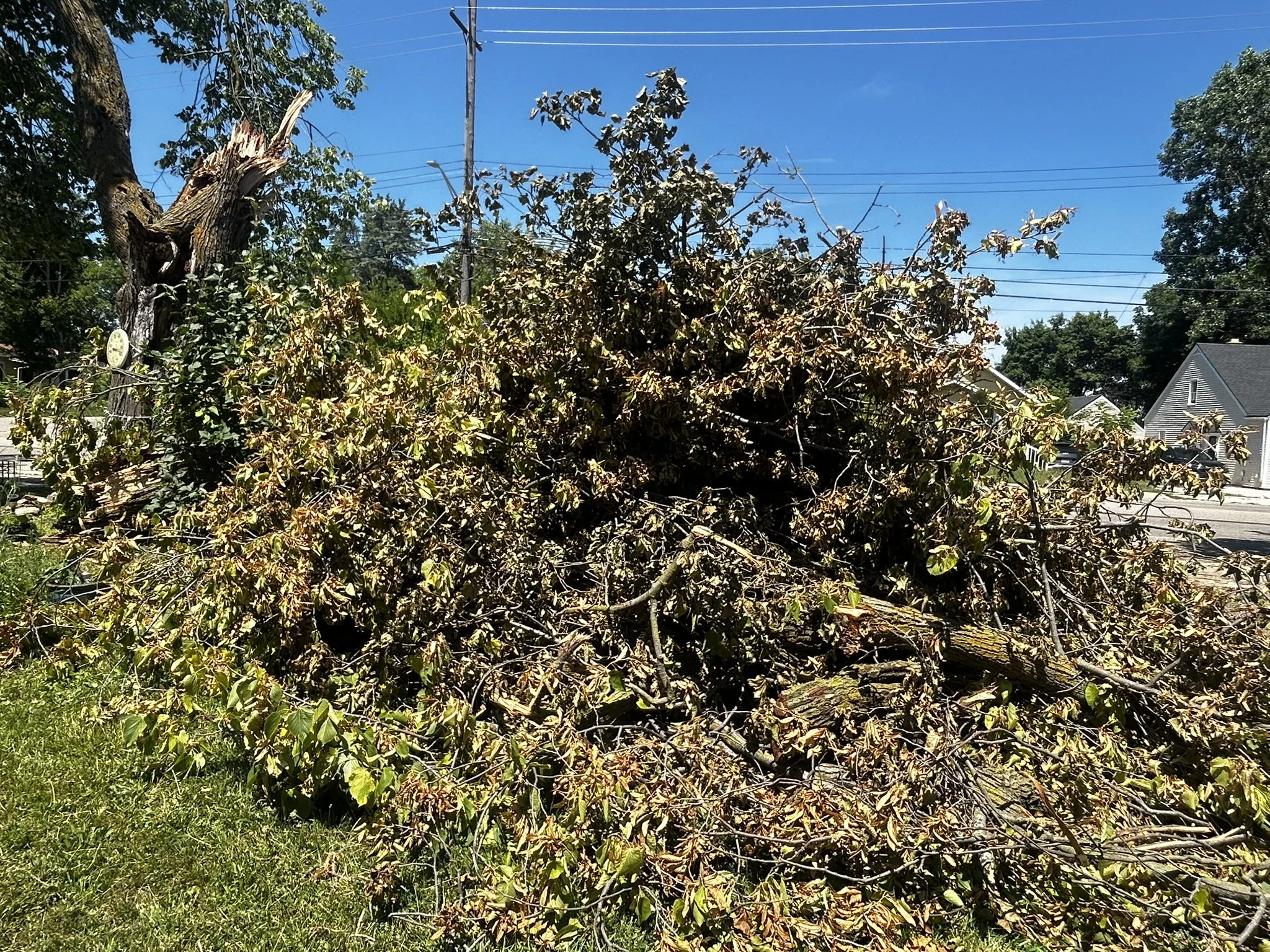 It's Fall! Why We Can Offer Discounts on Yard Waste Removal