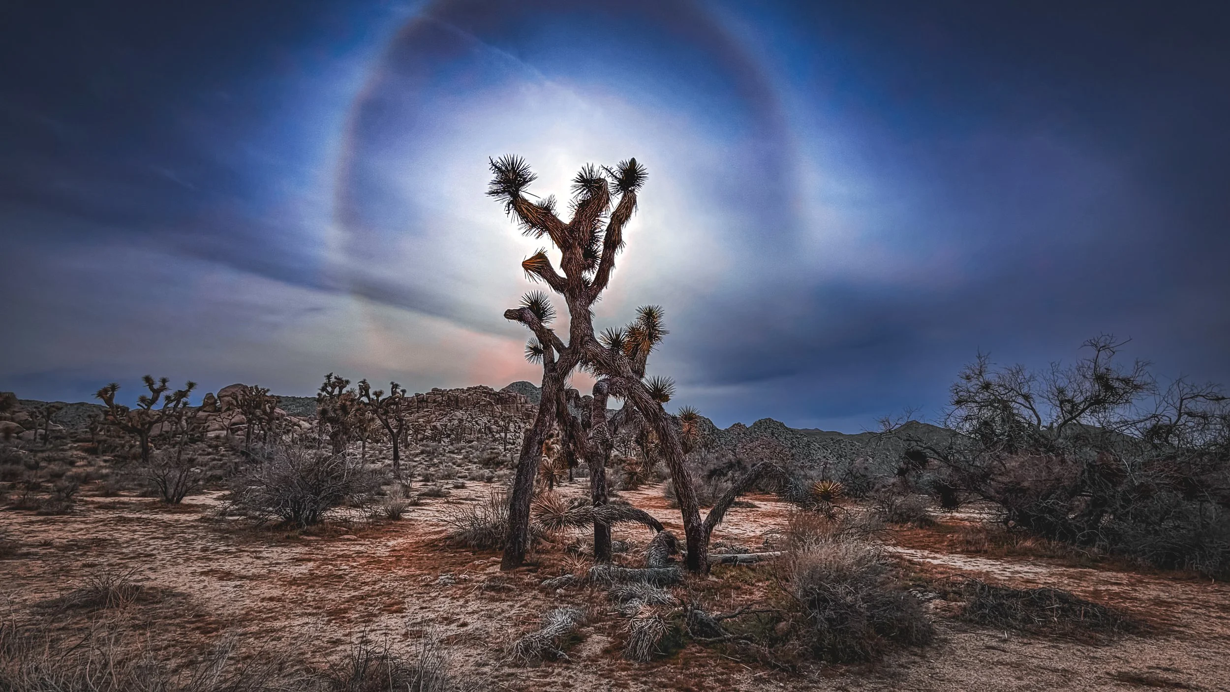 Joshua Tree Halo
