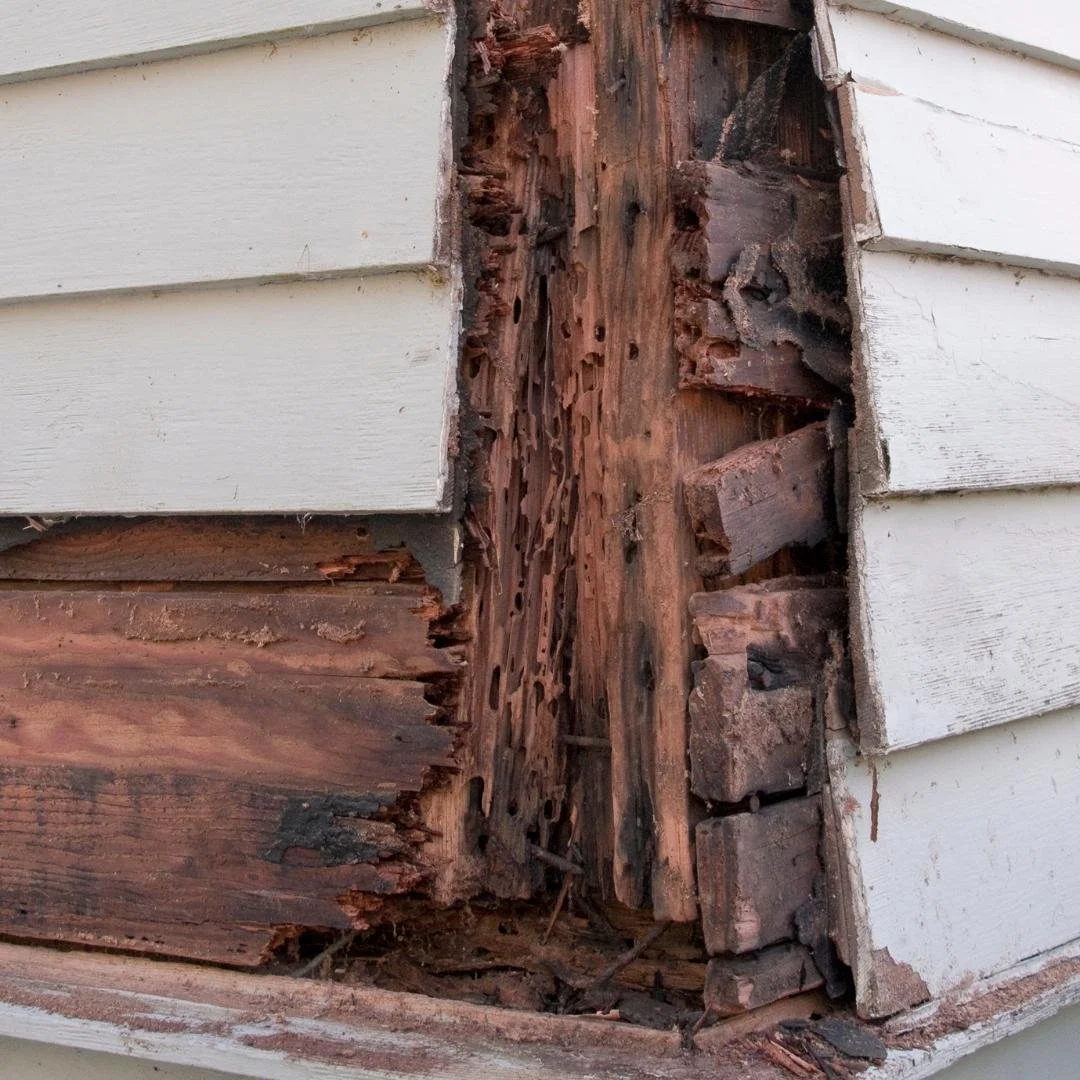 The Facts on Sacramento Termite Damage and Repair