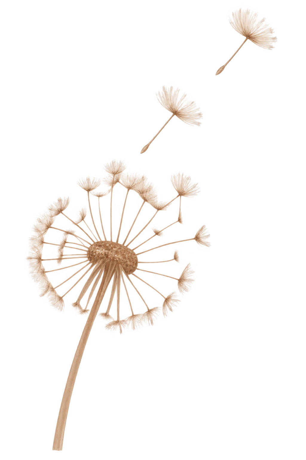 Close-up of a dandelion with delicate, fluffy seed heads, some floating away.