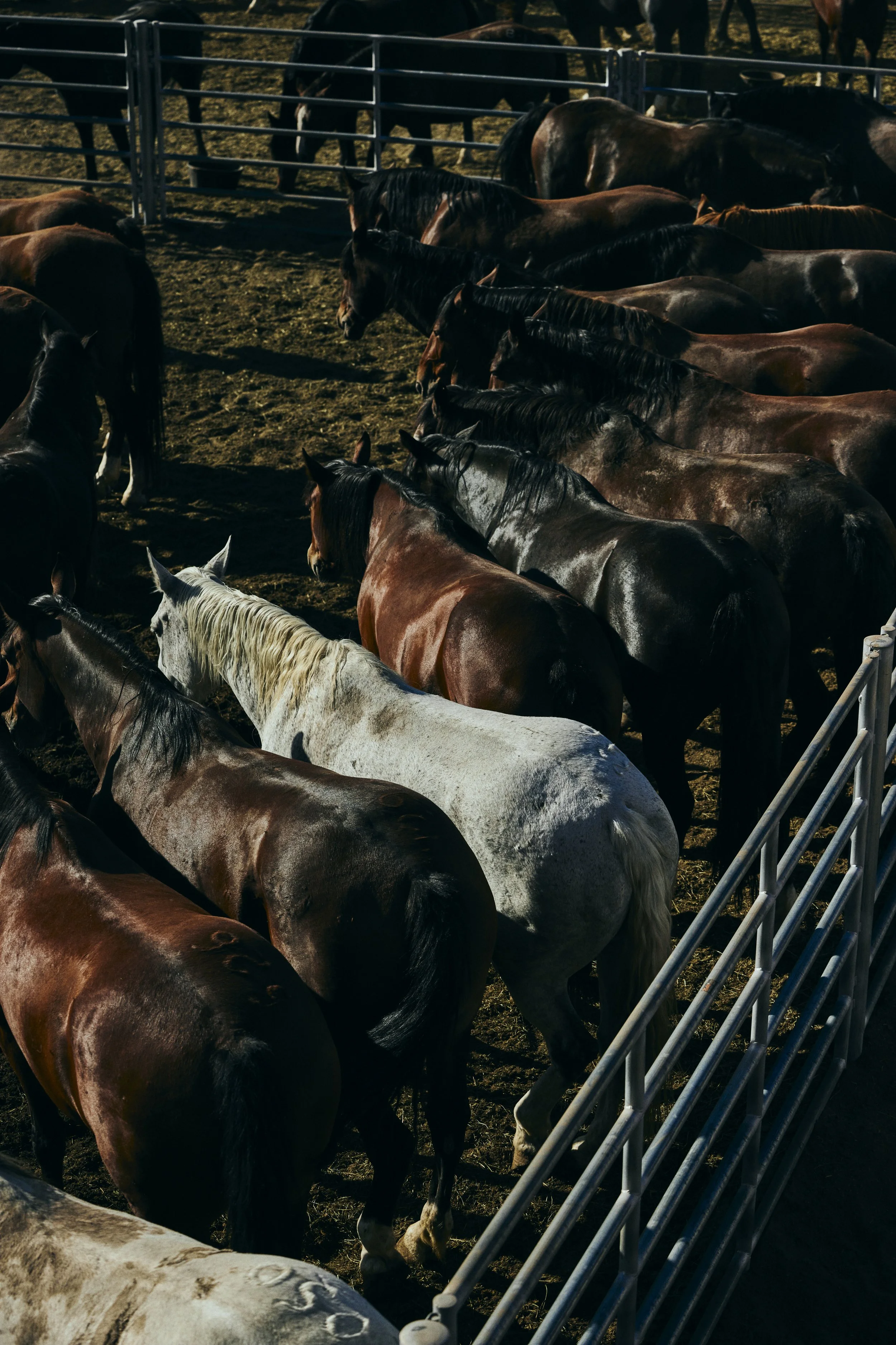 PendletonRoundUp2_0714.jpg