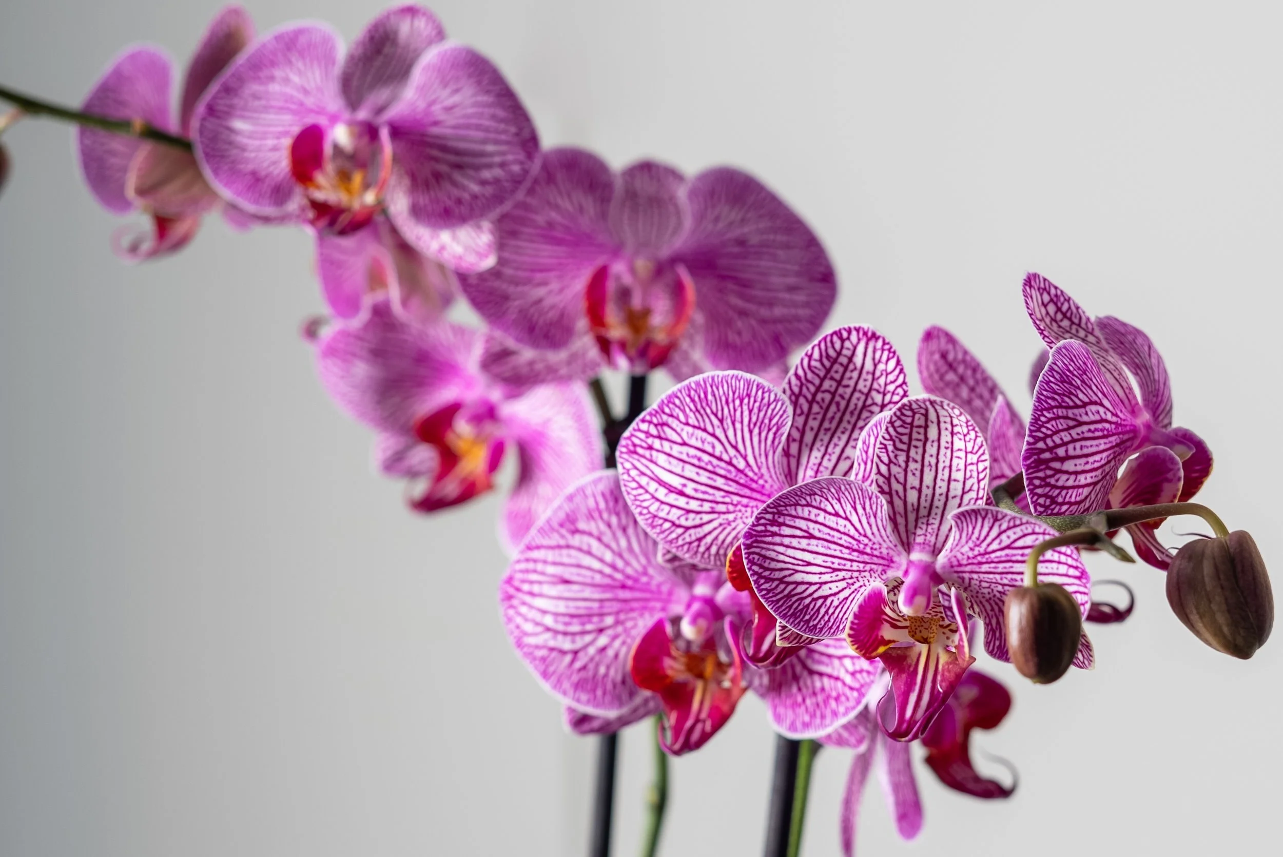 Orchidea_arreglos_orquideas-8.jpg