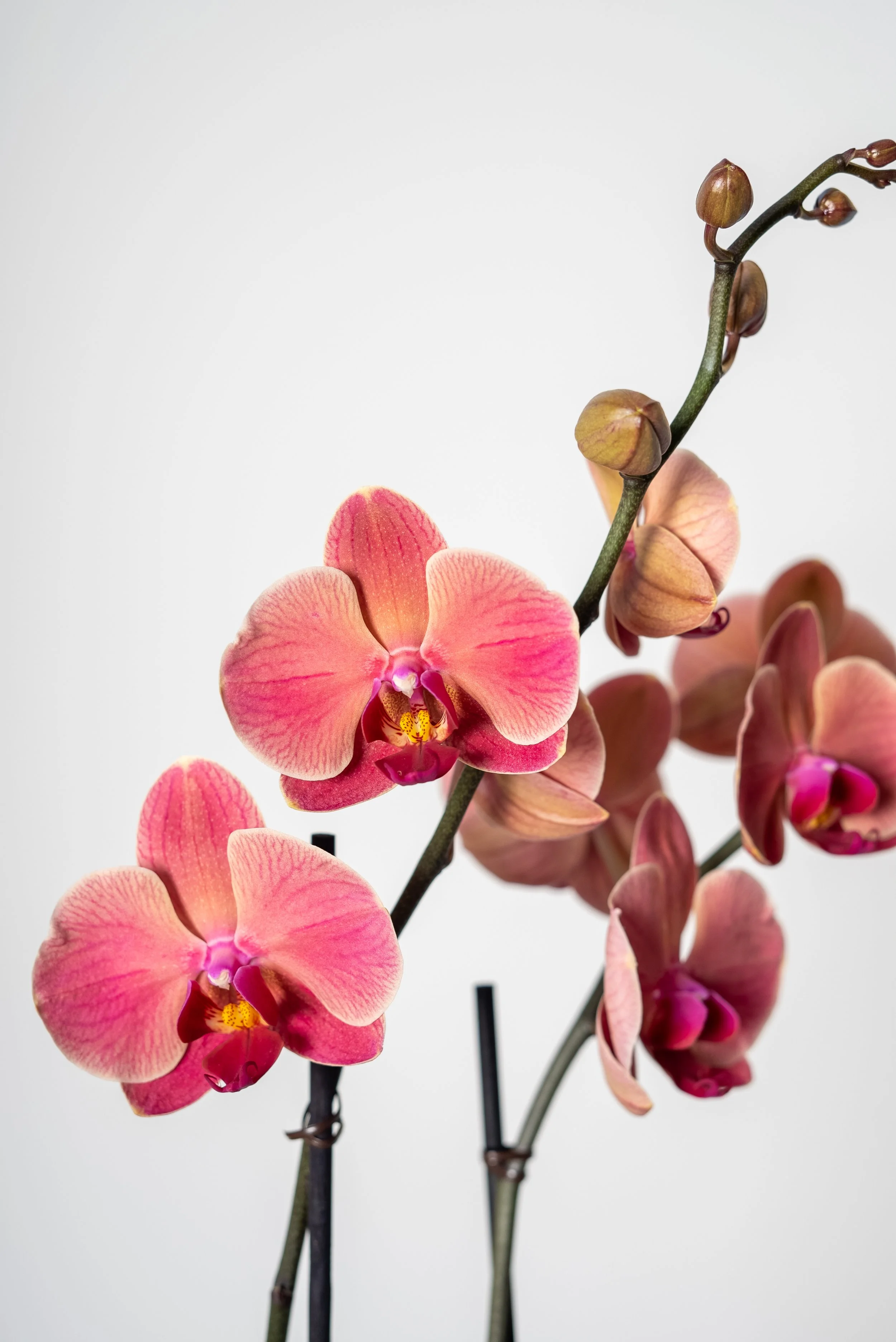 Orchidea_arreglos_orquideas-82.jpg
