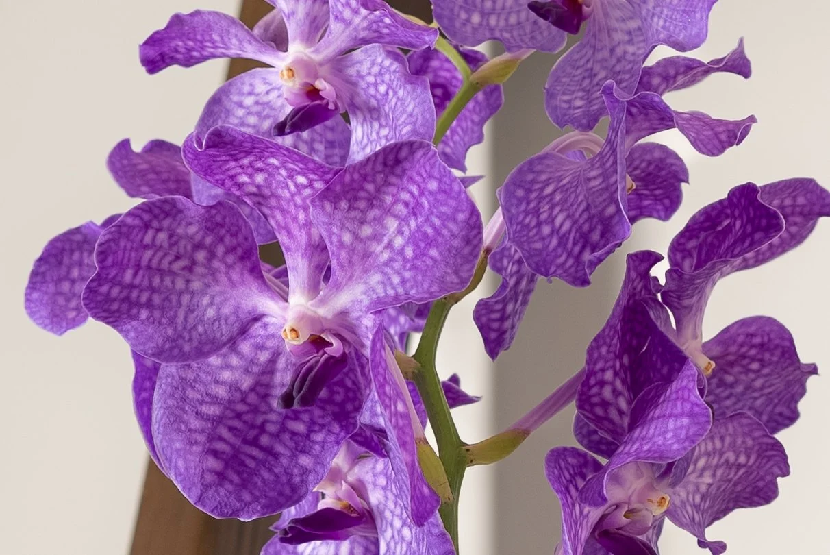 Orchidea_silvestres-40.jpg