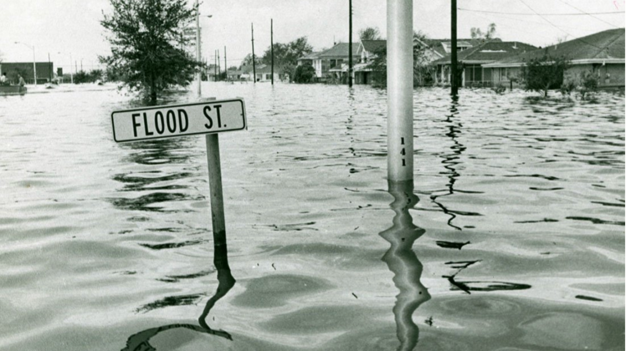 The Hidden Cost of Draining the Swamp