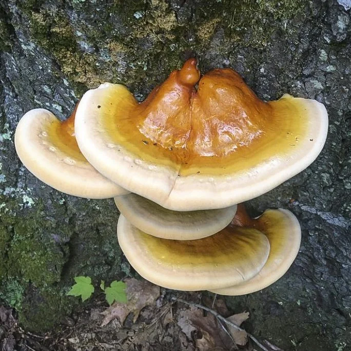 Reishi