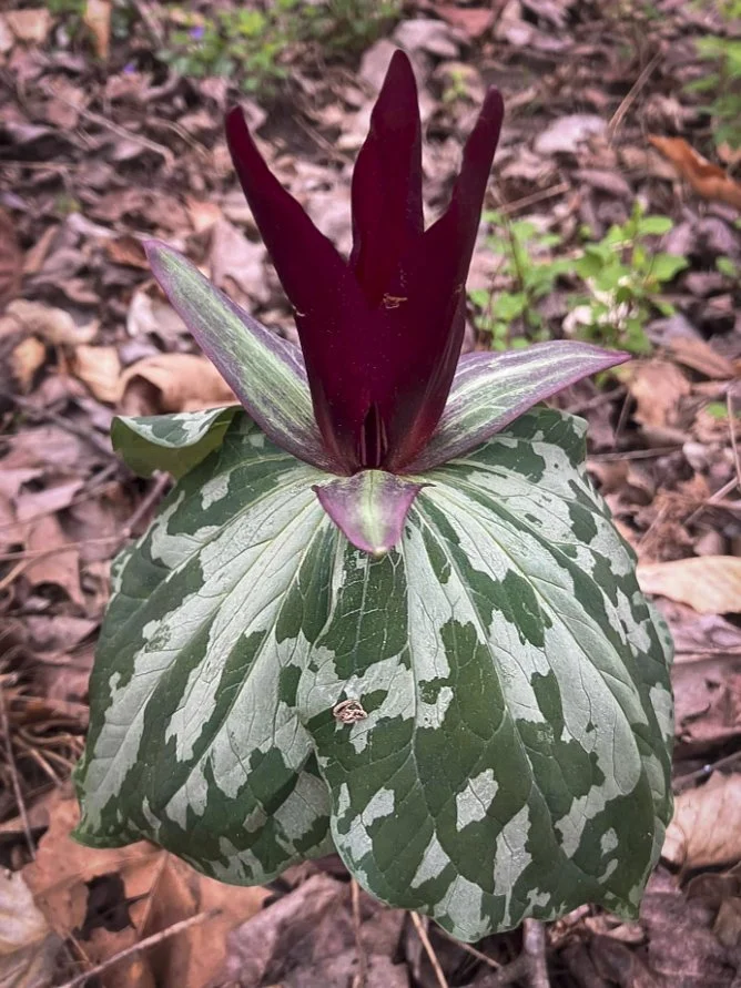 Trillium 