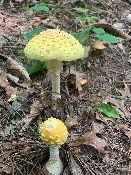 Yellow Fly Agaric 