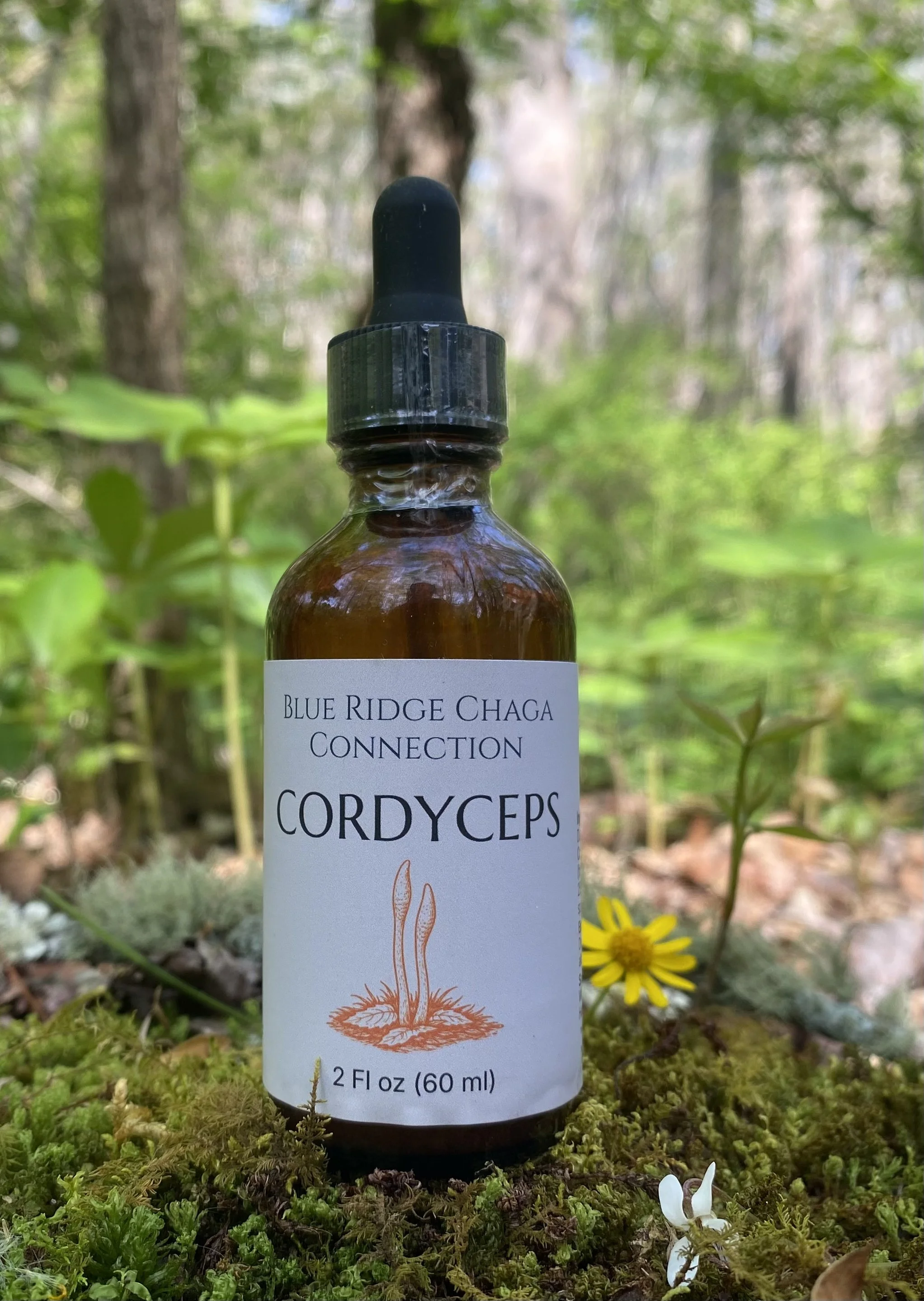 Cordyceps — Dual‑Extracted Mushroom Extract