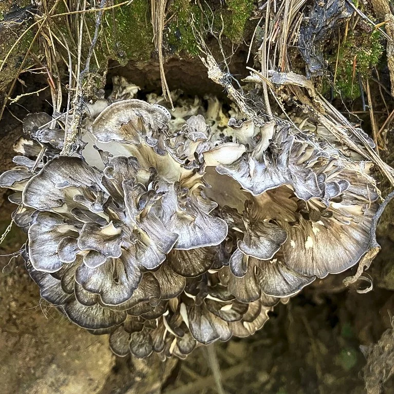Maitake