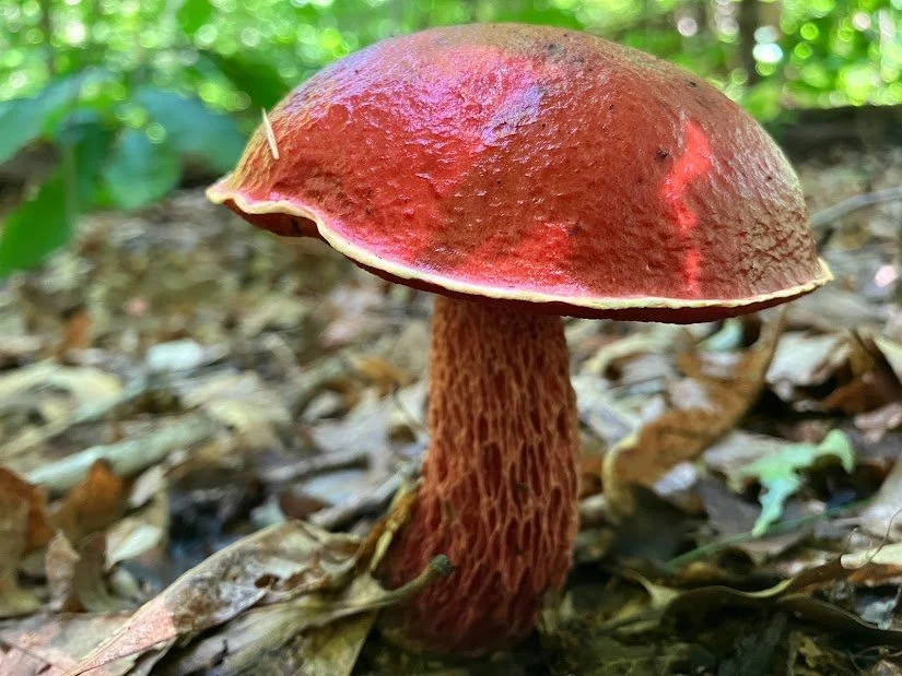 Candy Apple Bolete