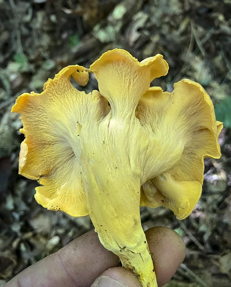 Chanterelle
