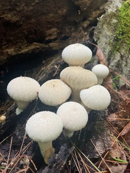 Puffballs