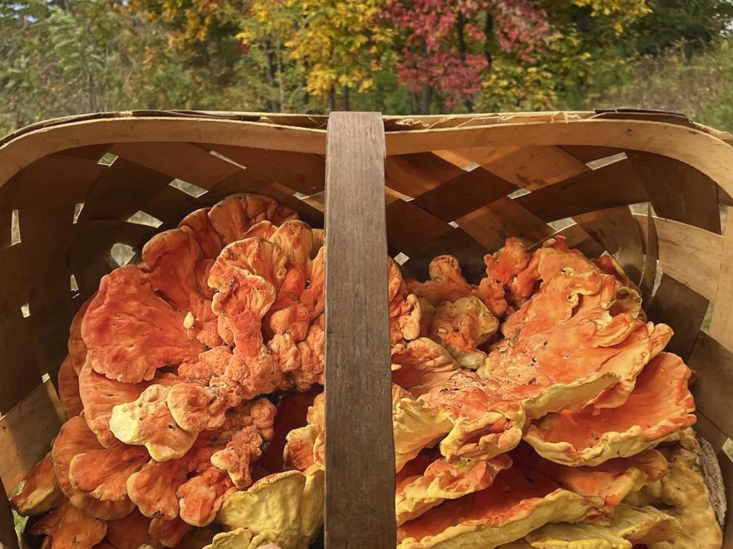 Basket of Foraged Wild Mushrooms, Western North Carolina, Blue Ridge Chaga Connection (6 of 7).JPG