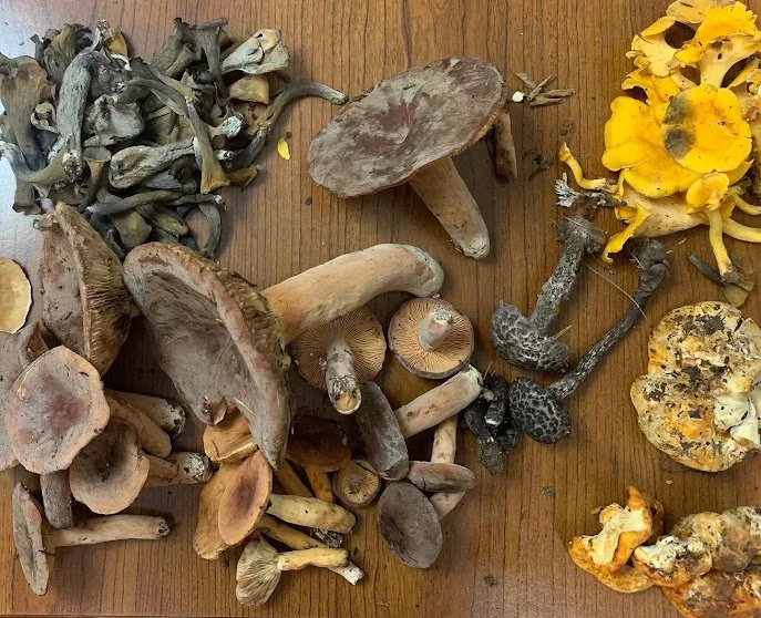 wild mushroom collection.jpg