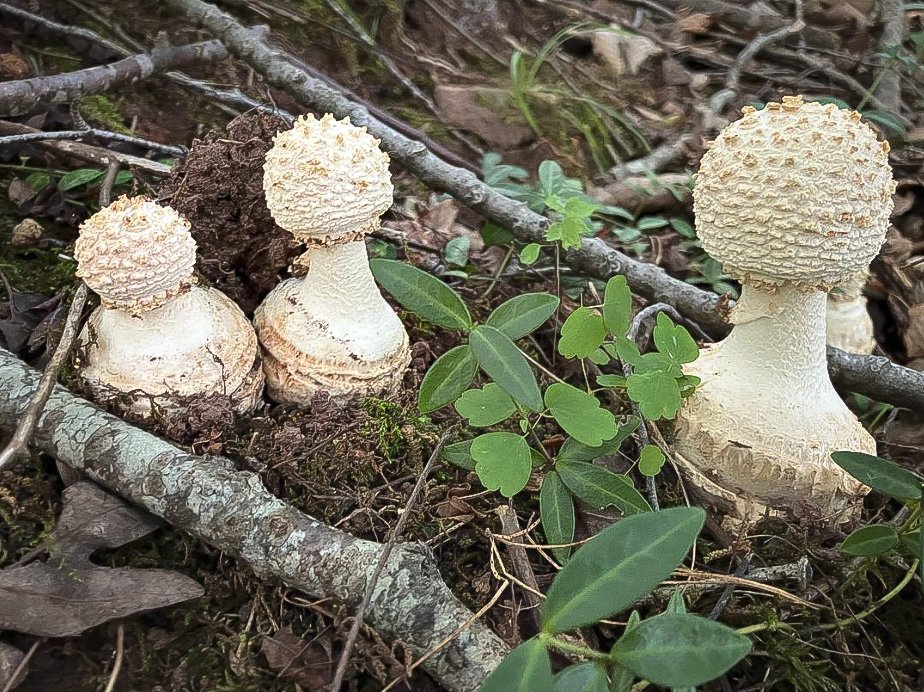 Corker Amanita