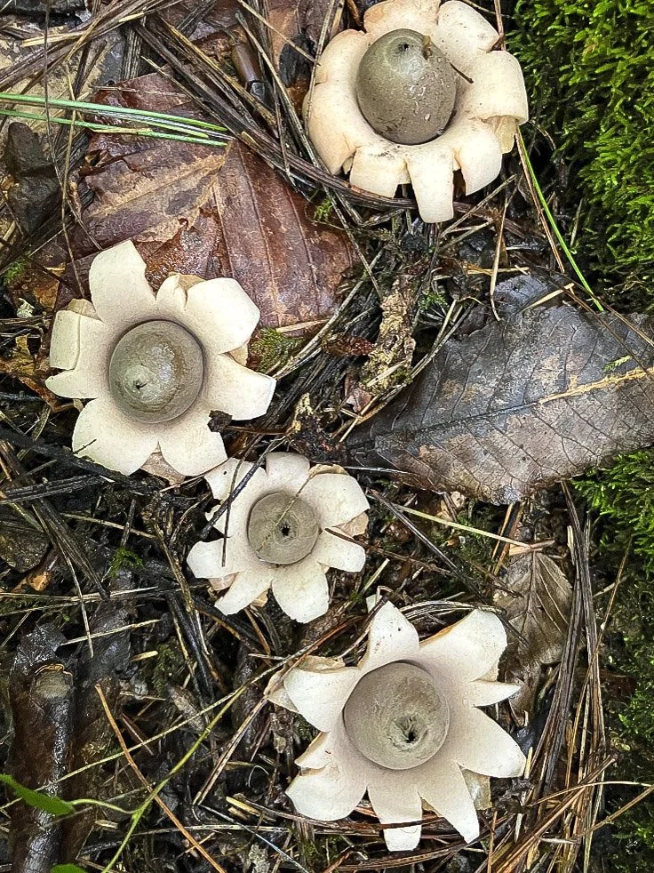 Earth Star
