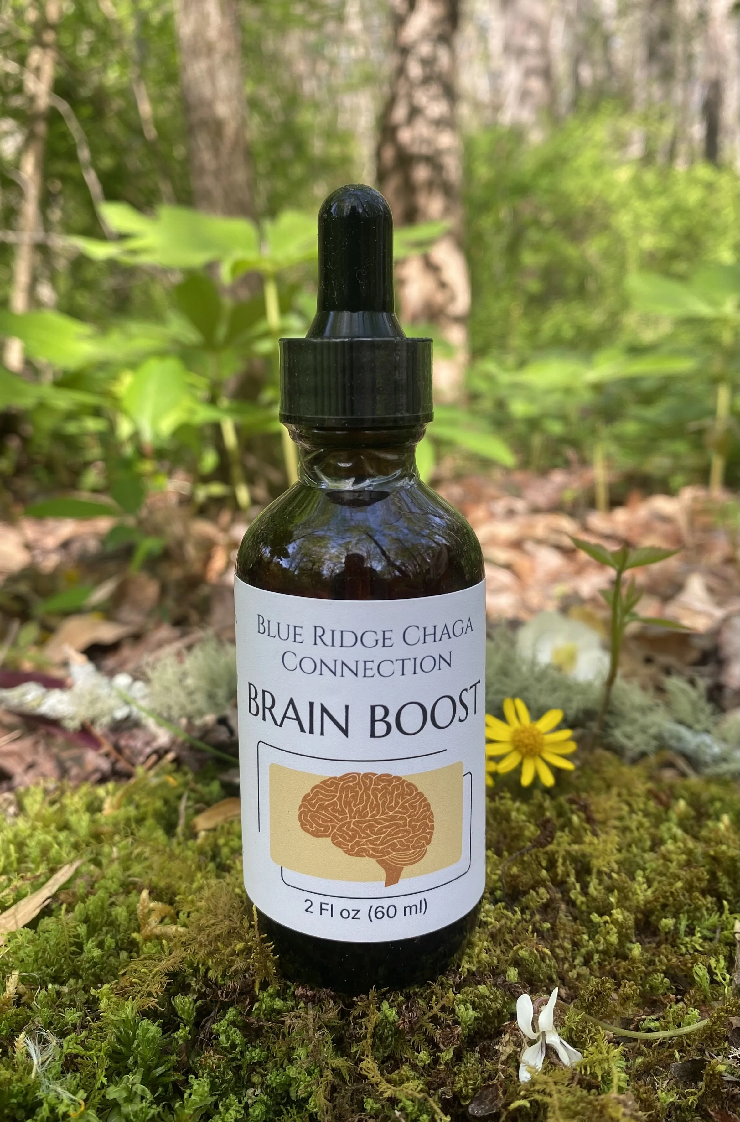Brain Boost — Full‑Spectrum Mushroom Tonic