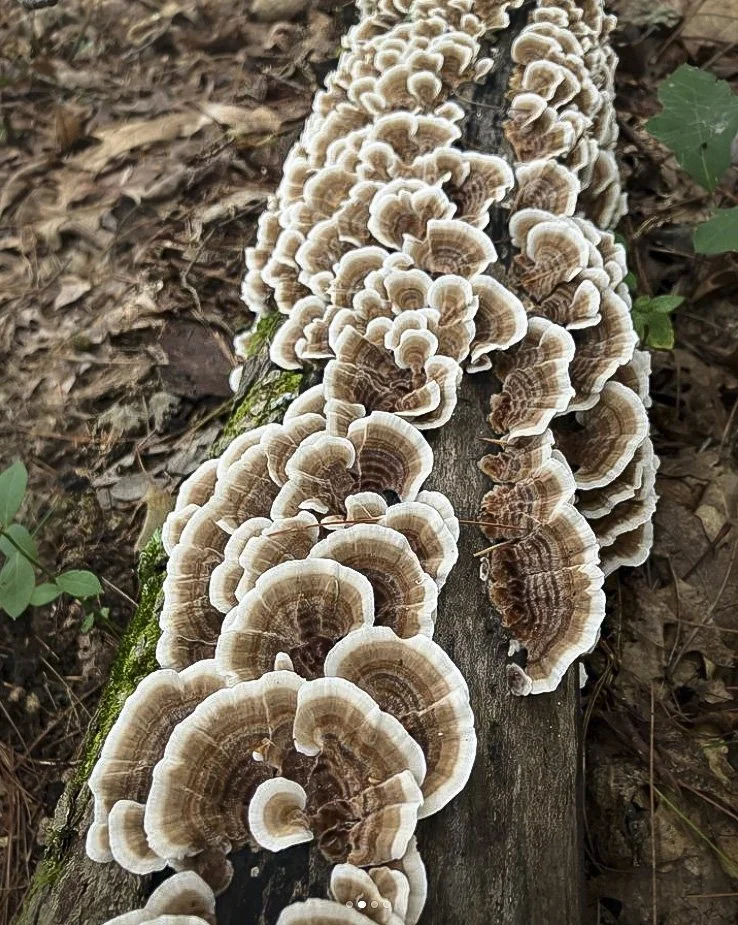Turkey Tails
