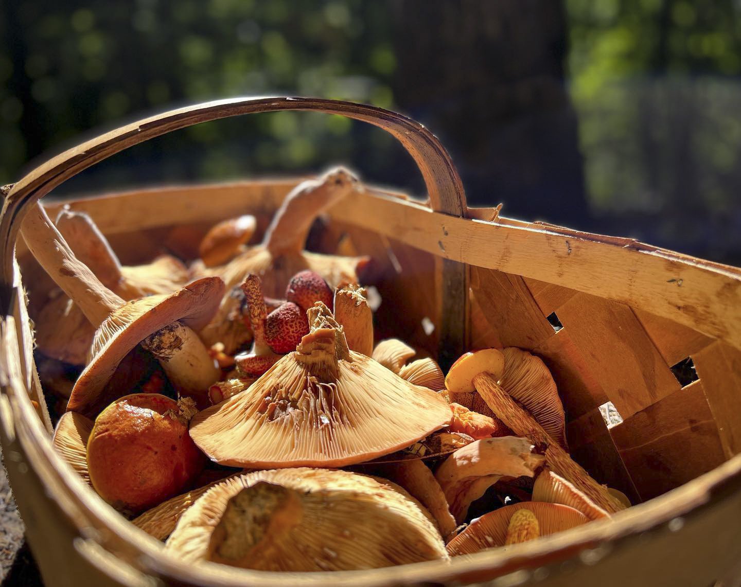 Basket of Foraged Wild Mushrooms, Western North Carolina, Blue Ridge Chaga Connection (1 of 7).JPG