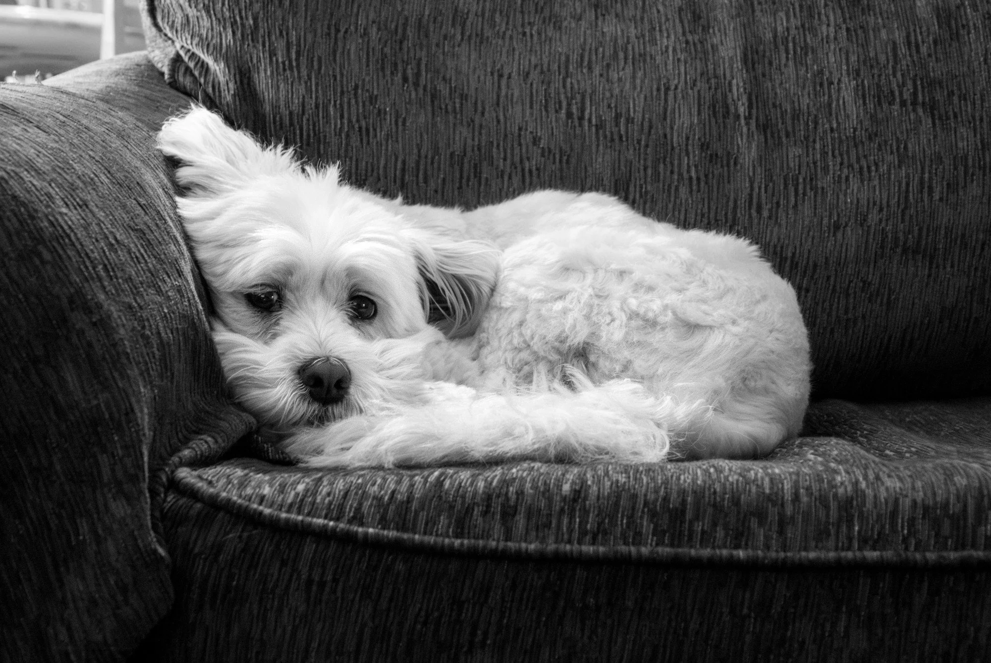 Quincy (Custom).jpg