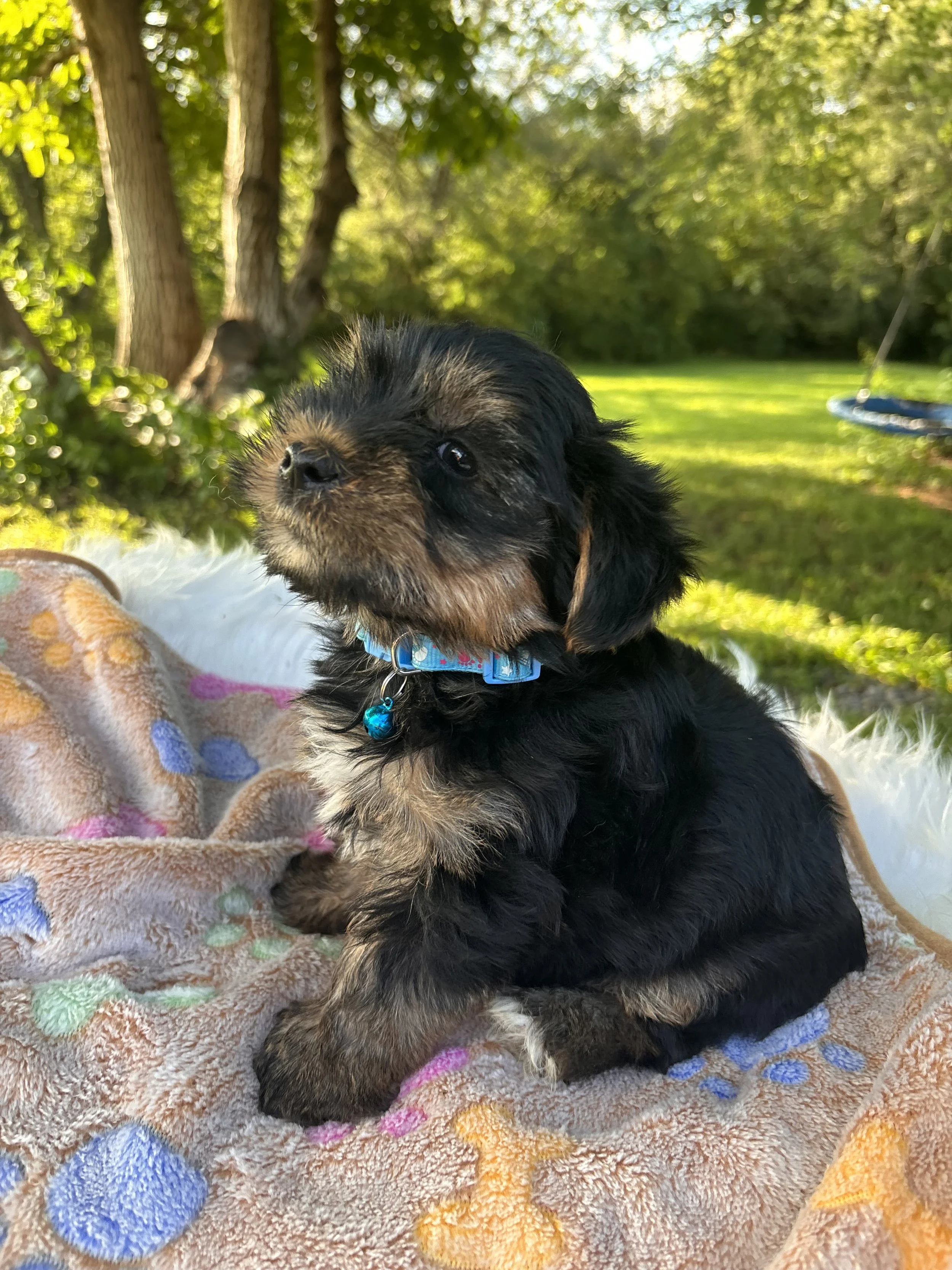 Havier-Male (Born July 7, 2026)