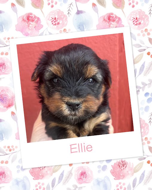 Ellie.jpg