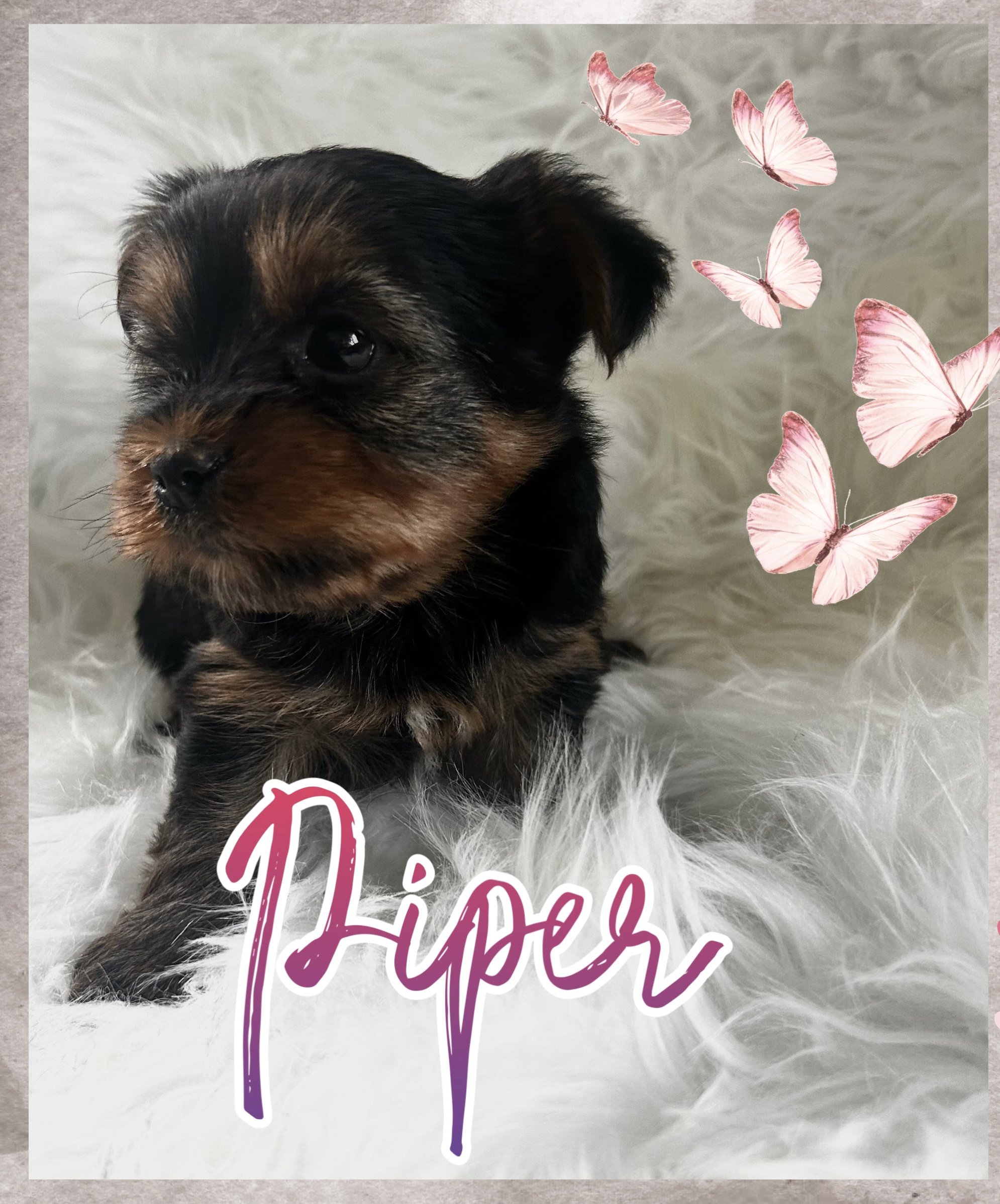 Piper-Haven's.jpg