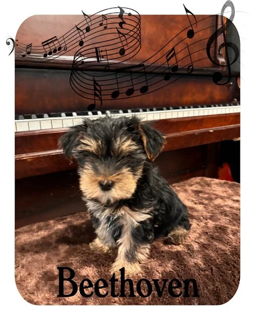 Beethoven.jpg