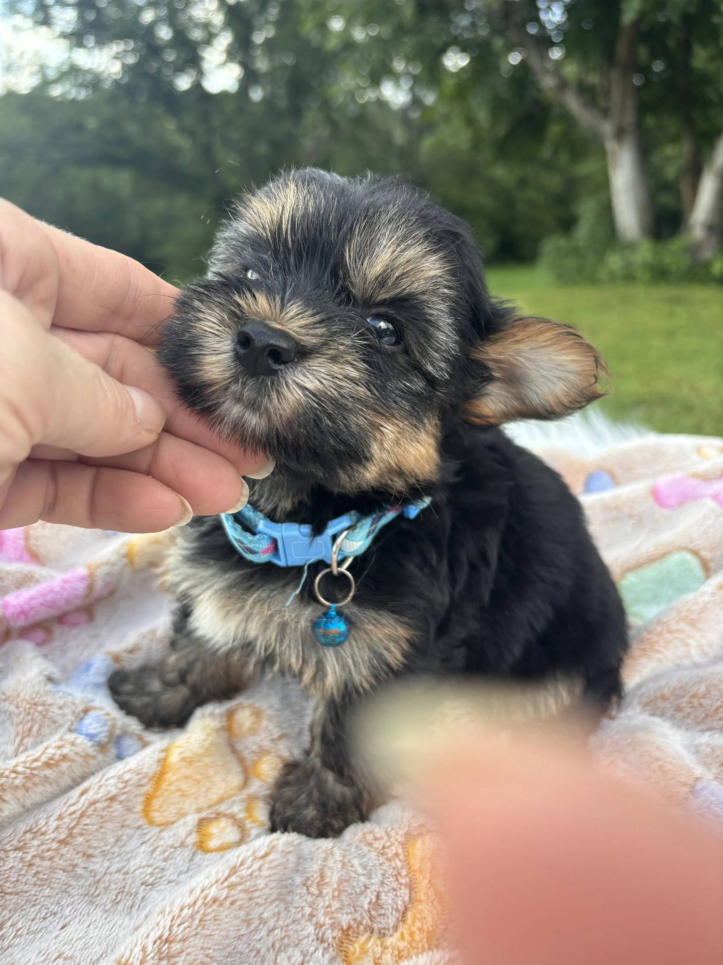 Xavier-Male (Born July 4, 2026)