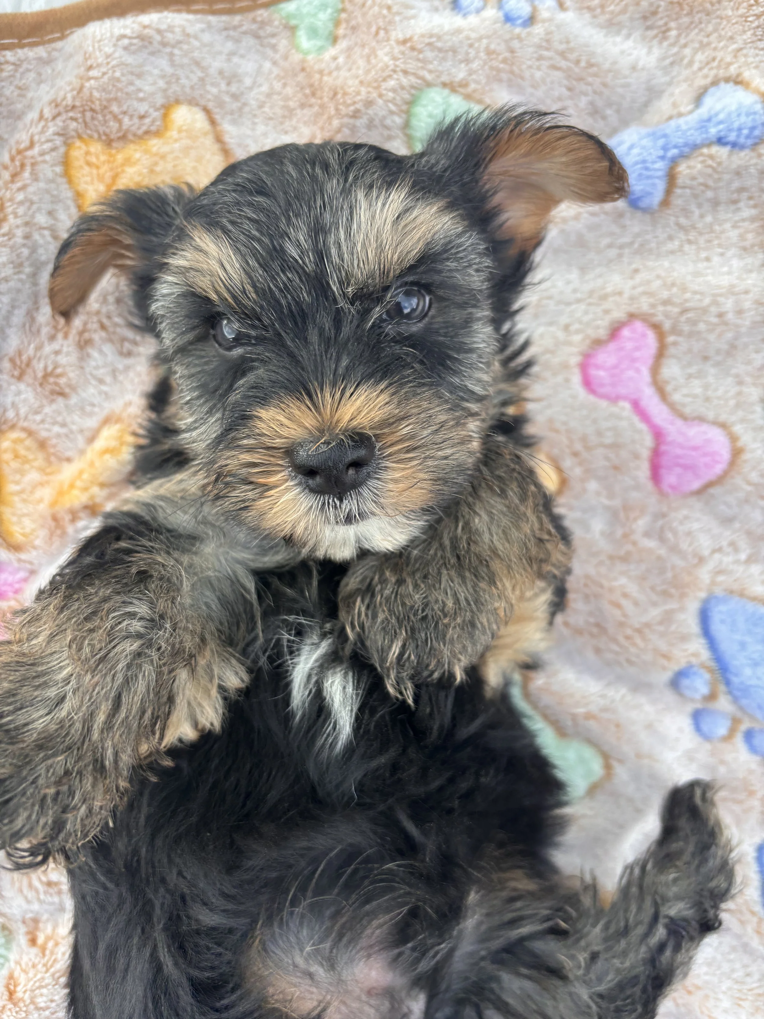 Bentley-Male (Born July 4, 2026)