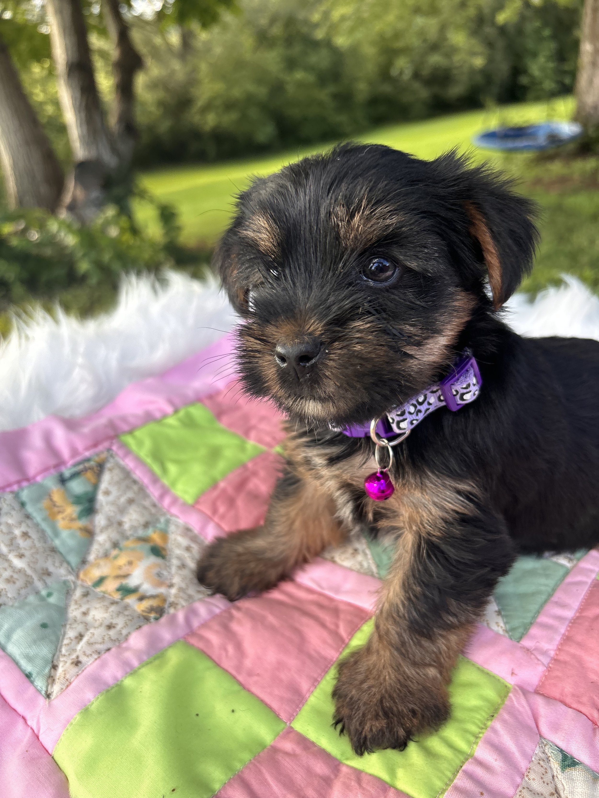 Stella-Female (Born July 7, 2026)