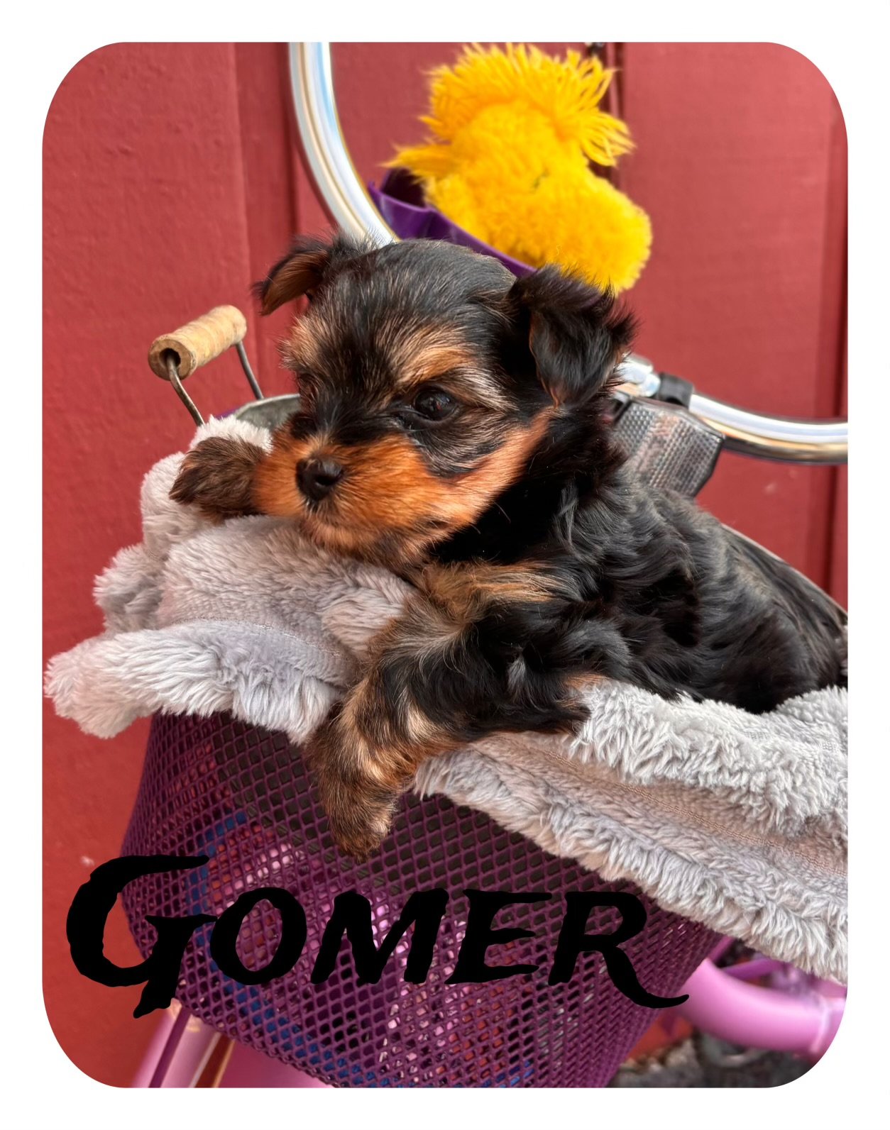 Gomer-Male (Born December 3, 2025)