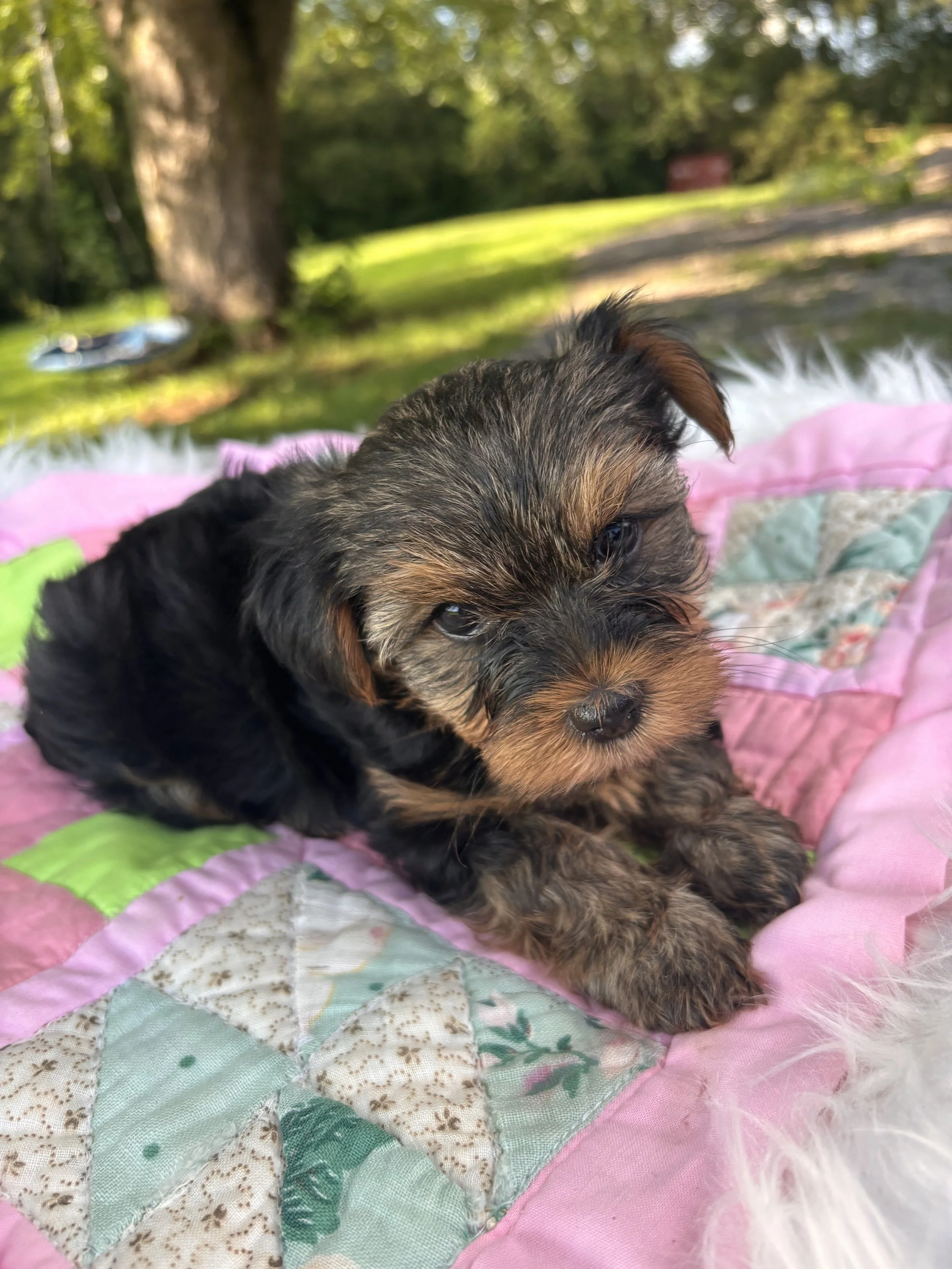 Tess-Female (Born July 4, 2026)