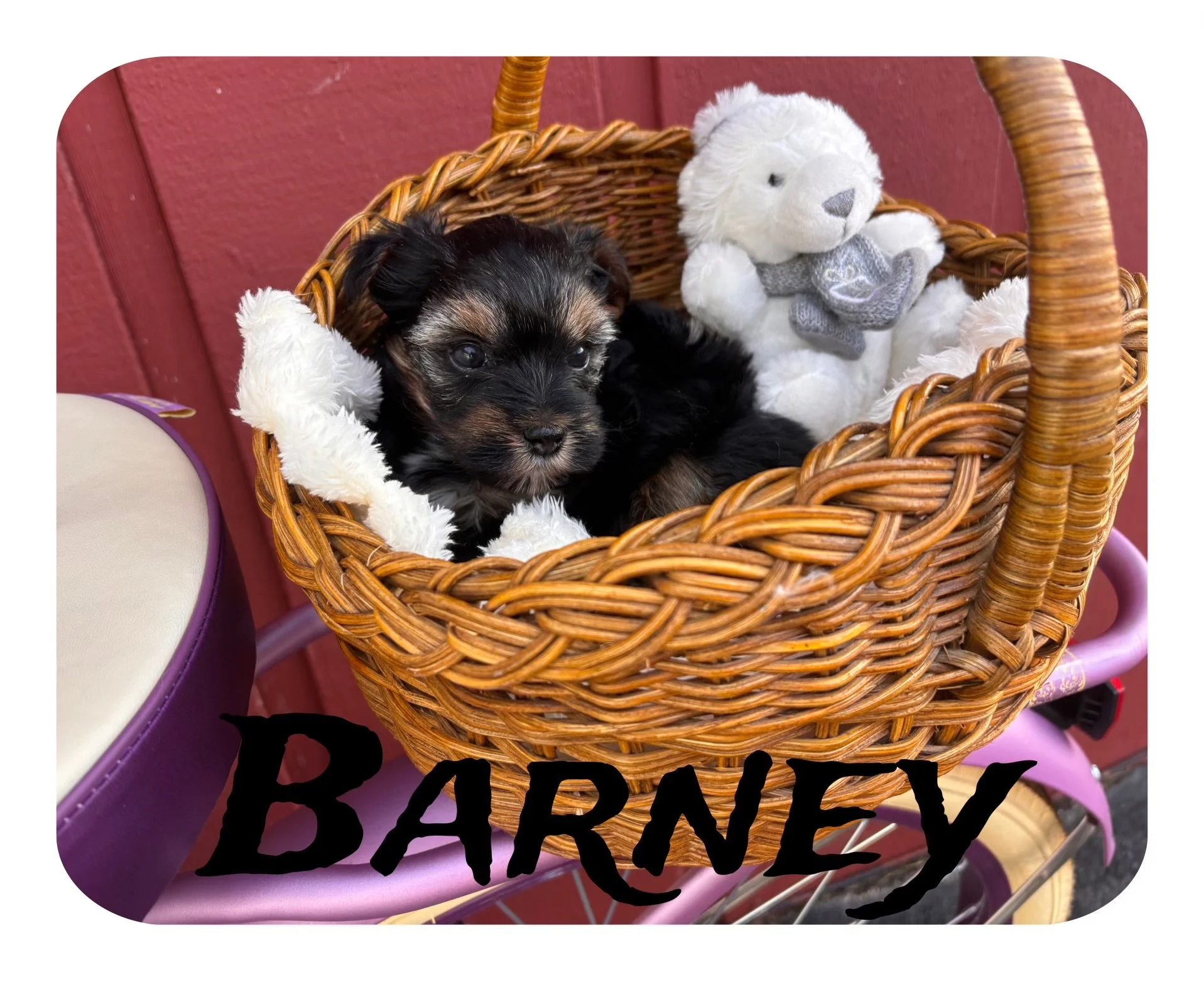 Barney-Male (Born December 3, 2025)