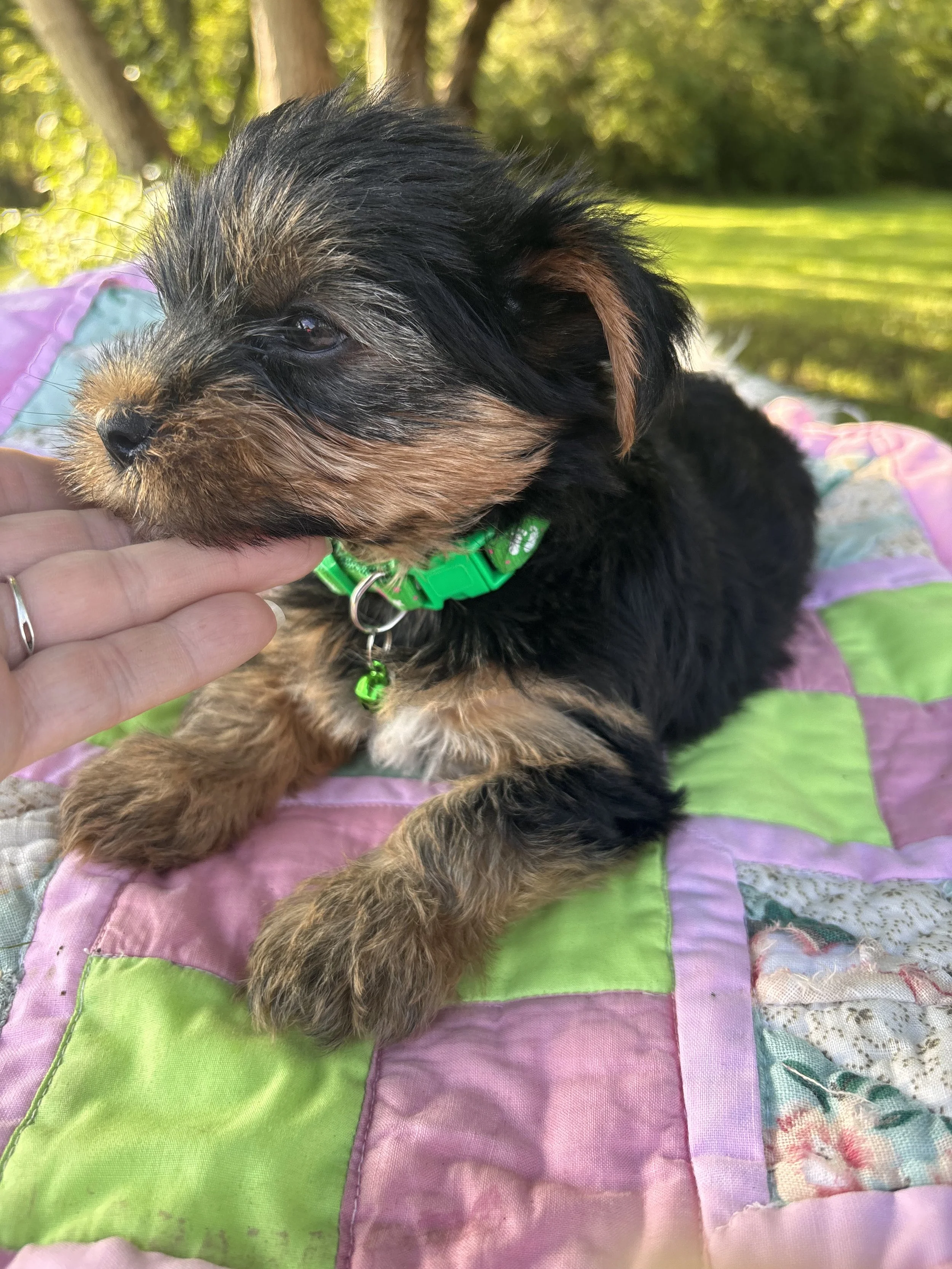Clara-Female (Born July 4, 2026)