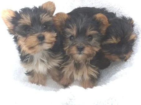 Yorkie Spring About Us — Spring Valley Yorkies