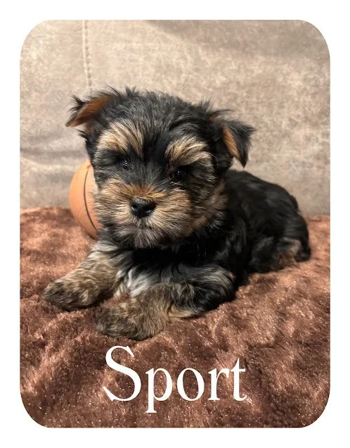 Sport-Male (Born Dec 13, 2025)