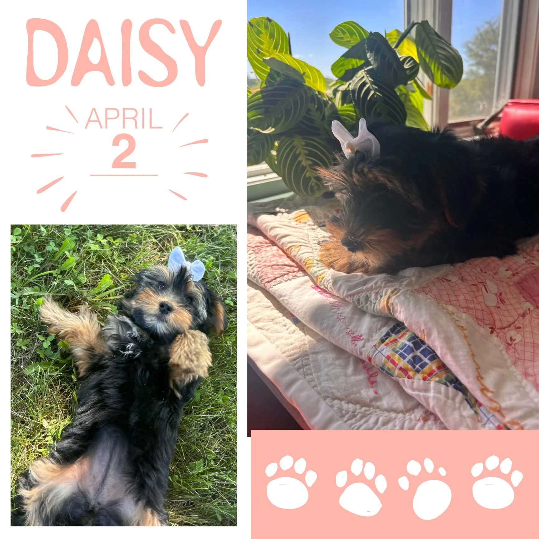 Daisy-Female (Born April 2, 2026)
